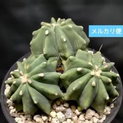 2026年最新】王冠竜の人気アイテム - メルカリ