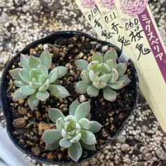 masa様 リクエスト 2点 まとめ商品