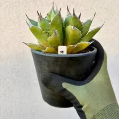 2026年最新】黒火焔の人気アイテム - メルカリ