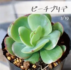 2026年最新】ピーチプリデ 多肉の人気アイテム - メルカリ