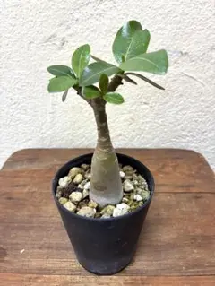 2026年最新】塊根植物の人気アイテム - メルカリ