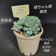 2026年最新】つぶつぶ屋 もももの人気アイテム - メルカリ