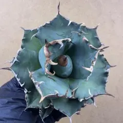 2025年最新】アガベ 魔丸の人気アイテム - メルカリ