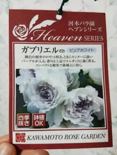 ローズドゥメルスリー　正規品　タルトアブリコ　新苗　正規品　河本バラ園 フラワーネット日本花キ流通【バラ営業部】 | ローズ・ドゥ