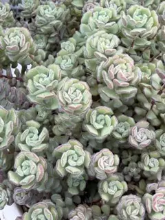 多肉植物 ローズセダム パキクラドス セダム カット苗8本 - メルカリ