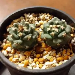 2025年最新】アロンソイ ツルビニカルプスの人気アイテム - メルカリ