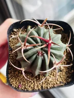 2026年最新】竜剣丸 サボテンの人気アイテム - メルカリ