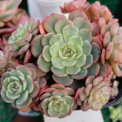 Mシマ様 リクエスト 3点 まとめ商品