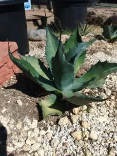 サルミアナ　フェロックス　グリーンジャイアント　希少　特典付き サルミアナ フェロックス グリーンジャイアント 希少 特典付き