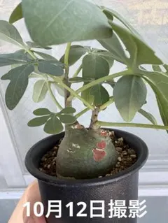 最終値下げ　アデニアグラウカ アデニア グラウカ | hanayoshi-botanical