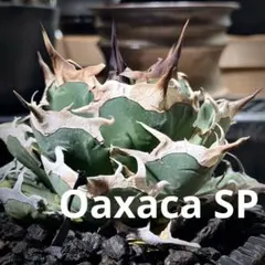 アガベ　オアハカ現地球　コヨーテ産 ファッション 通販インテリア・住まい・小物 - ☆発根済☆Agave