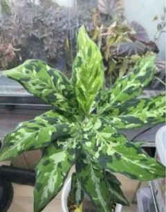 アグラオネマ 極美マルチカラー アグラオネマ 極美マルチカラー - その他観葉植物販売 中