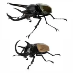 いきもの大図鑑　かぶとむし10 コーカサスオオカブト　ゴホンヅノカブト　ガチャ