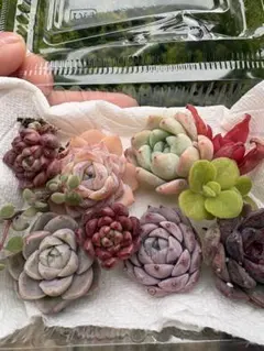 多肉植物　エケベリア セット　韓国苗　 <サービス商品>現品のみ