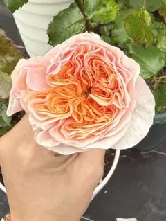 Tip top切花バラ開花接木苗 - メルカリ