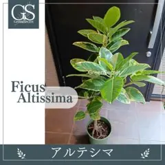 現品 フィカス ゴムの木 アルテシマ 曲がり 38番 特大 観葉植物
