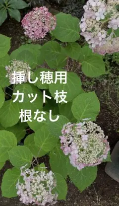 ピンアナ2 (ᵔᴥᵔ)挿し穂用カット枝（紫陽花　あじさい ピンアナ2 (ᵔᴥᵔ)挿し穂用カット枝（紫陽花 あじさい - メルカリ