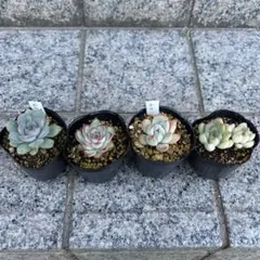 Miyaさん小苗 抜き苗 メルカリ便 - メルカリ