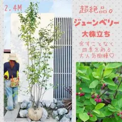 超逸品。シマトネリコ大株立ち2.4M(鉢底から)品番B - メルカリ