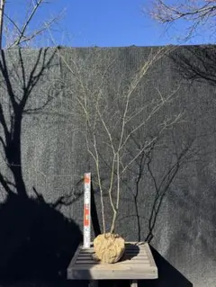 2026年最新】山採り もみじの人気アイテム - メルカリ