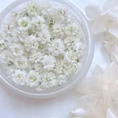 SALE かすみ草ドライフラワー　ワケあり含むホワイト60粒同梱300円