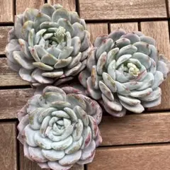 SALE♡多肉植物♡ラウイ　特大苗