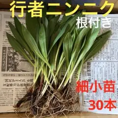 行者ニンニク 苗 30本 北海道産 - メルカリ
