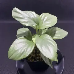Homalomena sp. Silver powder Singkep - メルカリ