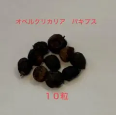 5/5まで限定 オペルクリカリアパキプス 枝 挿し木 チャレンジ - メルカリ