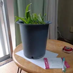 観葉植物 オンシジウムのサムネイル