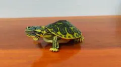 いきもの大図鑑アドバンス　カメ01　フロリダレッドベリー
