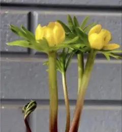 ぶーちゃん様 リクエスト 3点 まとめ商品