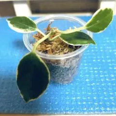 希少、メルカリ便】アンスリウム シボリ(安心の発根済み) - メルカリ
