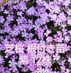 芝桜 根付き苗 紫 4株のサムネイル