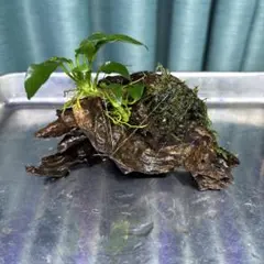 ②水草流木 アヌビアスナナプチ 南米ウィローモス - メルカリ