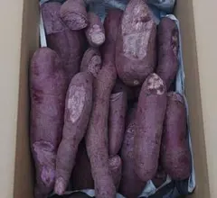 熊本県産　超訳あり　さつまいも　紫いも　ふくむらさき　5キロ