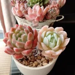 rocca様 リクエスト 3点 まとめ商品