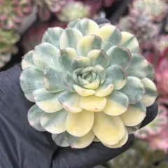 速達　さすきち様 リクエスト 2点 まとめ商品