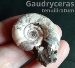 2026年最新】北海道産アンモナイトの人気アイテム - メルカリ