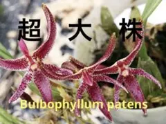 2026年最新】bulbophyllumの人気アイテム - メルカリ