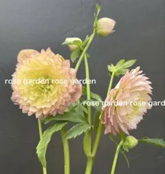 クリスマスローズ 種 広瀬園芸 オーレア リバーシブルグラデーションdd