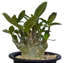 クレアパパ様 専用 アデニウム アラビカム ウワン ダム 鉢植え A-2