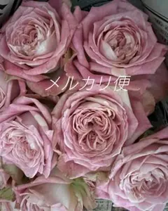 バラ苗 入手困難 超希少 切り花 レアバラ - メルカリ