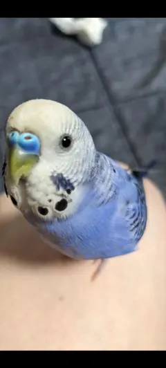 Item thumbnail for item b86fe26c-bddb-478e-9d87-57404847def7