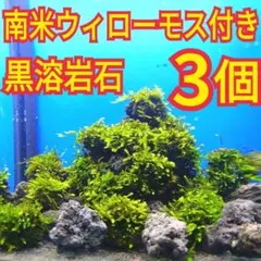 3個 南米ウィローモス 黒 溶岩石 無農薬 メダカ グッピー 水槽 レイアウトのサムネイル