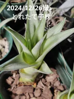 2025年最新】キセログラフィカ子株の人気アイテム - メルカリ