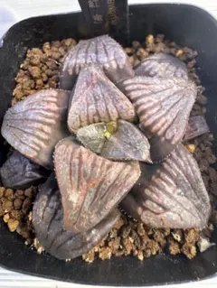 多肉植物 ハオルチア 翠雲錦 極上斑 糊斑 紫肌 親株 超美品 - メルカリ