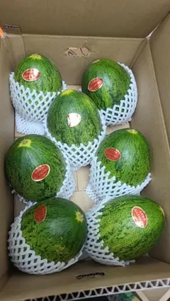 産地直送！甘いパパイヤメロン❗️肉厚で甘くて美味しい❗️6玉入り！箱込み5キロ 産地直送！甘いパパイヤメロン❗️肉厚で甘くて美味しい❗️6玉入り