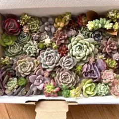 多肉植物カット苗詰め合わせ① ゆうパケットプラス箱で発送