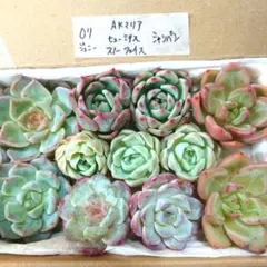 tottoko様 リクエスト 2点 まとめ商品